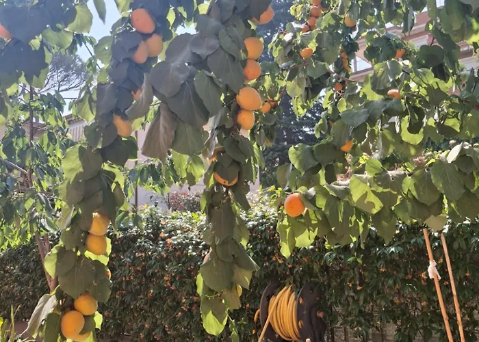 Lemon Garden *