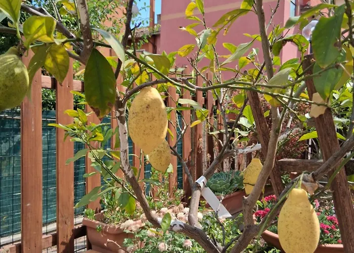 Lemon Garden Apartamento *